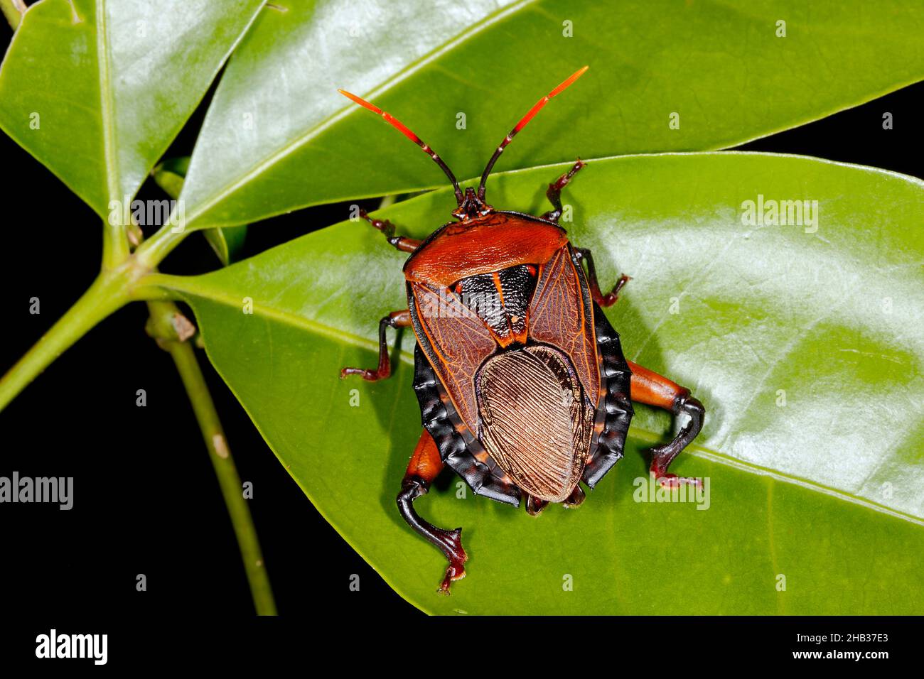 Insecte du bouclier Oncomerinae, Rhoecus australasiae.Grand adulte.Ce vrai bogue est un gros bogue de l'entortilement.Coffs Harbour, Nouvelle-Galles du Sud, Australie Banque D'Images