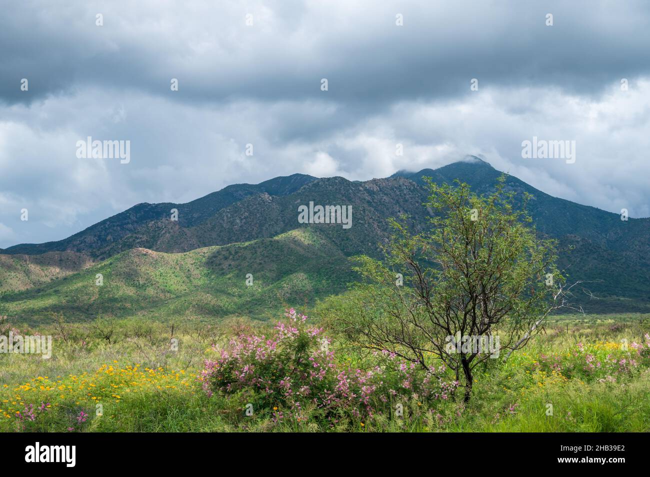 Fleurs sauvages jaunes et roses sur un pâturage avec fond de montagne. Banque D'Images