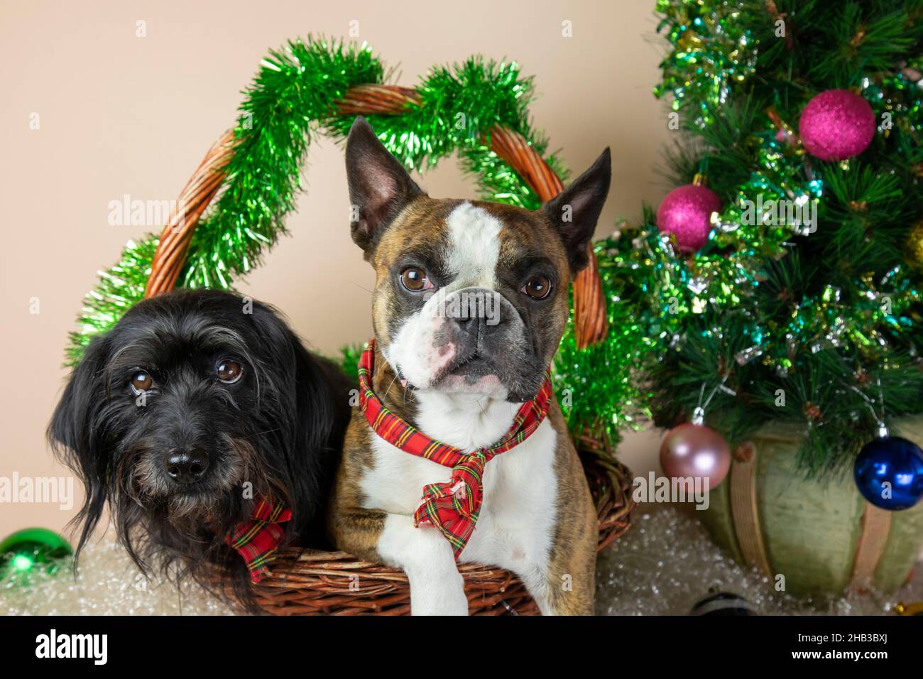 Deux chiens Boston Terrier e Little Schnauzer dans un panier à côté d'un  petit arbre de Noël décoré, cadeaux, balles, neige artificielle.Joyeux Noël  Photo Stock - Alamy