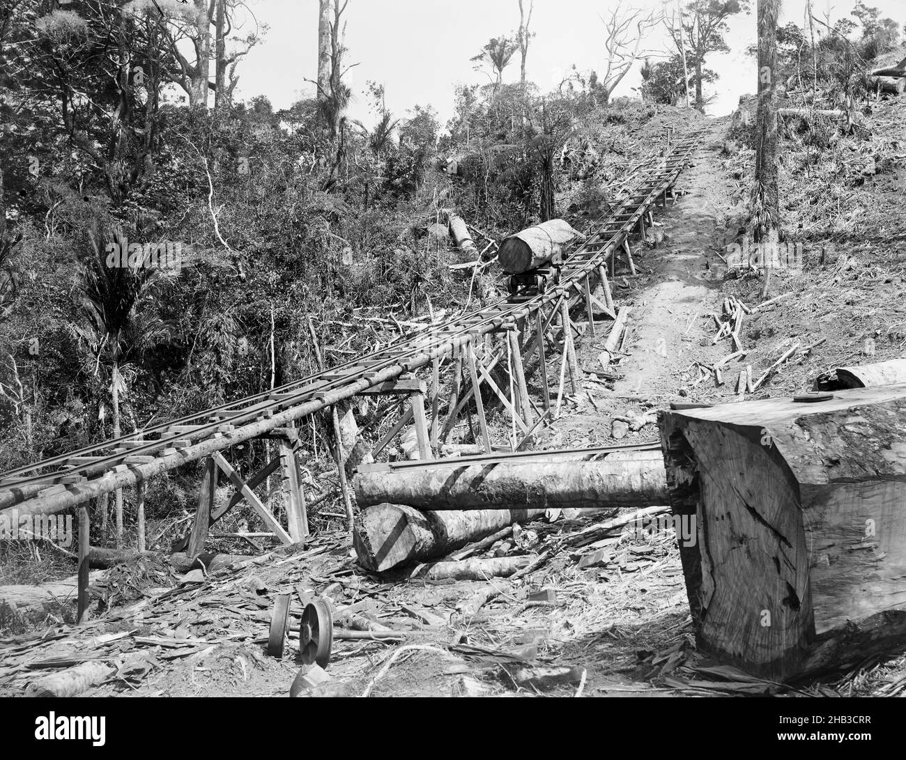 [Taupaki Bush, tram], studio Burton Brothers, studio de photographie, Dunedin,photographie en noir et blanc Banque D'Images