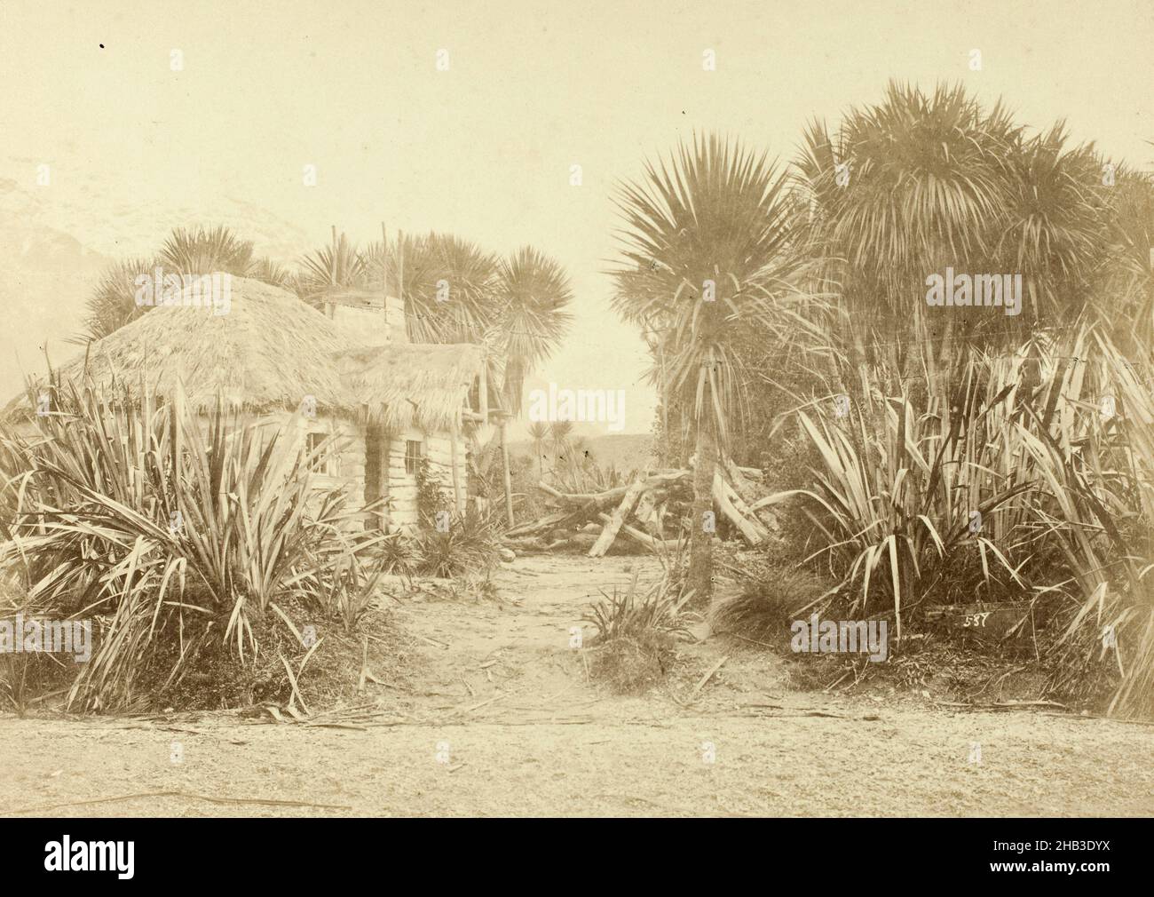 Chou Tree Grove - Halfway Bay - Lake Wakatipu, Burton Brothers studio, studio de photographie, 1870s, Dunedin Banque D'Images