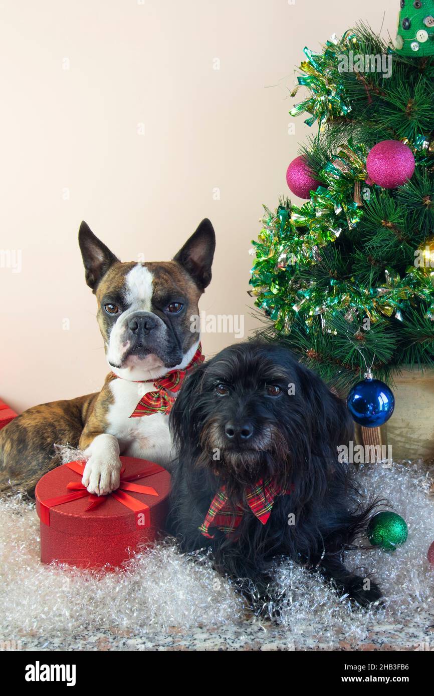 Deux Chiens Boston Terrier E Little Schnauzer A Cote D Un Petit Arbre De Noel Decore Cadeaux Balles Neige Artificielle Joyeux Noel Je Vous Souhaite La Bienvenue Photo Stock Alamy