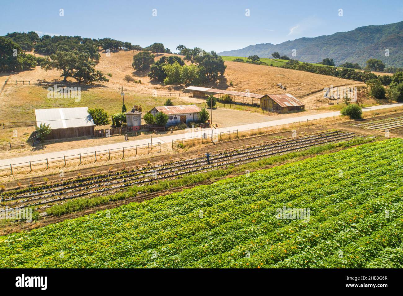 U-Pick Field and Barns, Folded Hills Farmstead, Santa Ynez Valley, Californie Banque D'Images