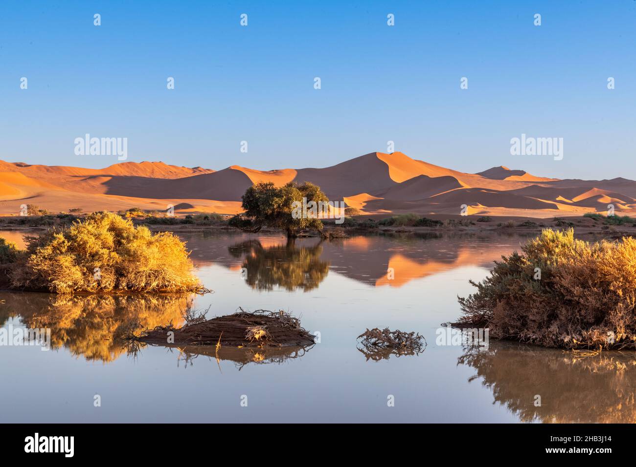 Oasis au milieu d'un désert de sable sous la lumière du soleil Banque D'Images