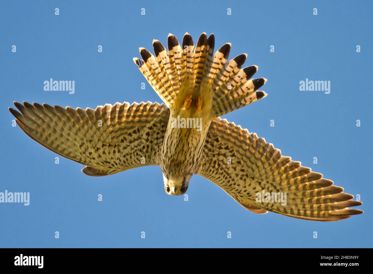 Femme Kestrel (falco tinnunculus) me regardant la regarder comme elle se hante au-dessus de ma tête dans une belle lumière, prise au Royaume-Uni, Rye, East sussex 2021 Banque D'Images