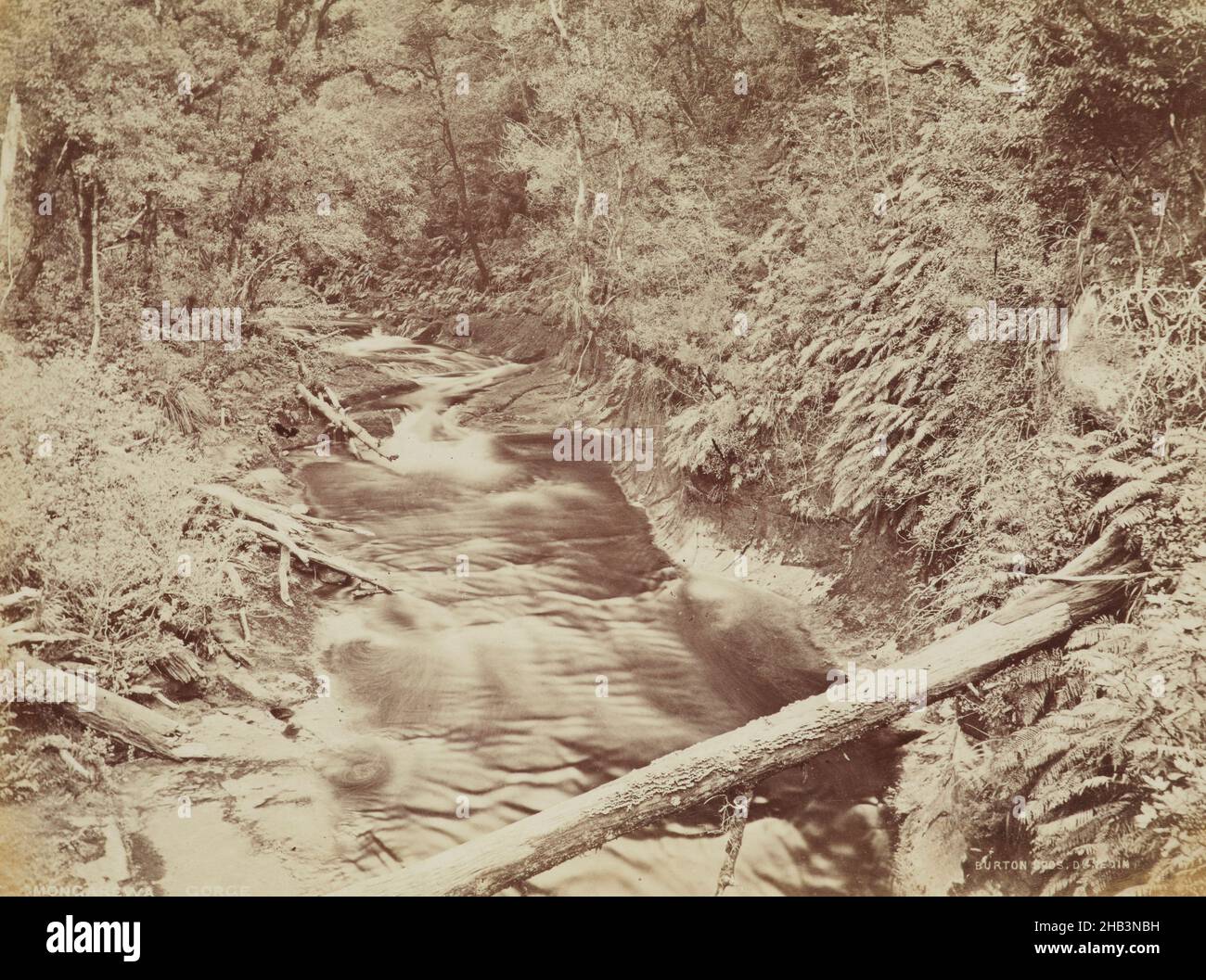 Gorge de Mongarewa, studio Burton Brothers, vers 1890, Nouvelle-Zélande, processus d'albumine Banque D'Images