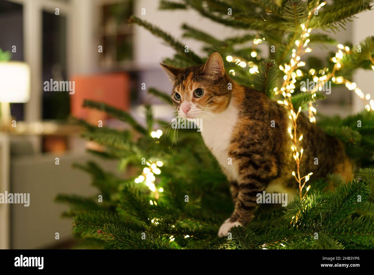 Le chat est assis à l'intérieur de l'arbre de Noël entouré d'une guirlande de LED, coincé ou grimpant sur l'arbre du nouvel an. Banque D'Images