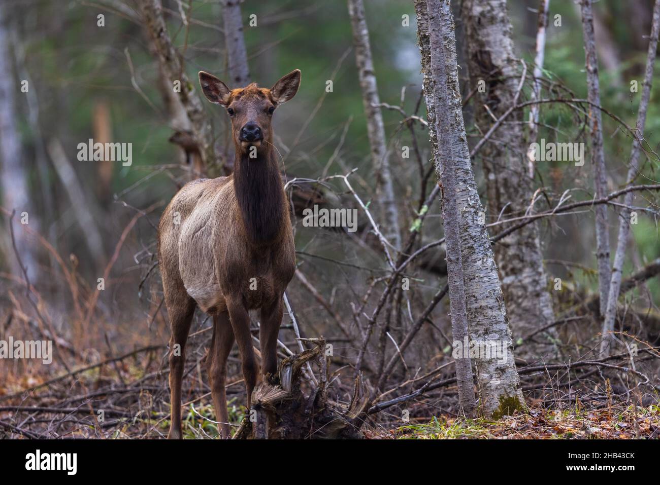 Wapiti de vache dans la région de Clam Lake, dans le nord du Wisconsin. Banque D'Images