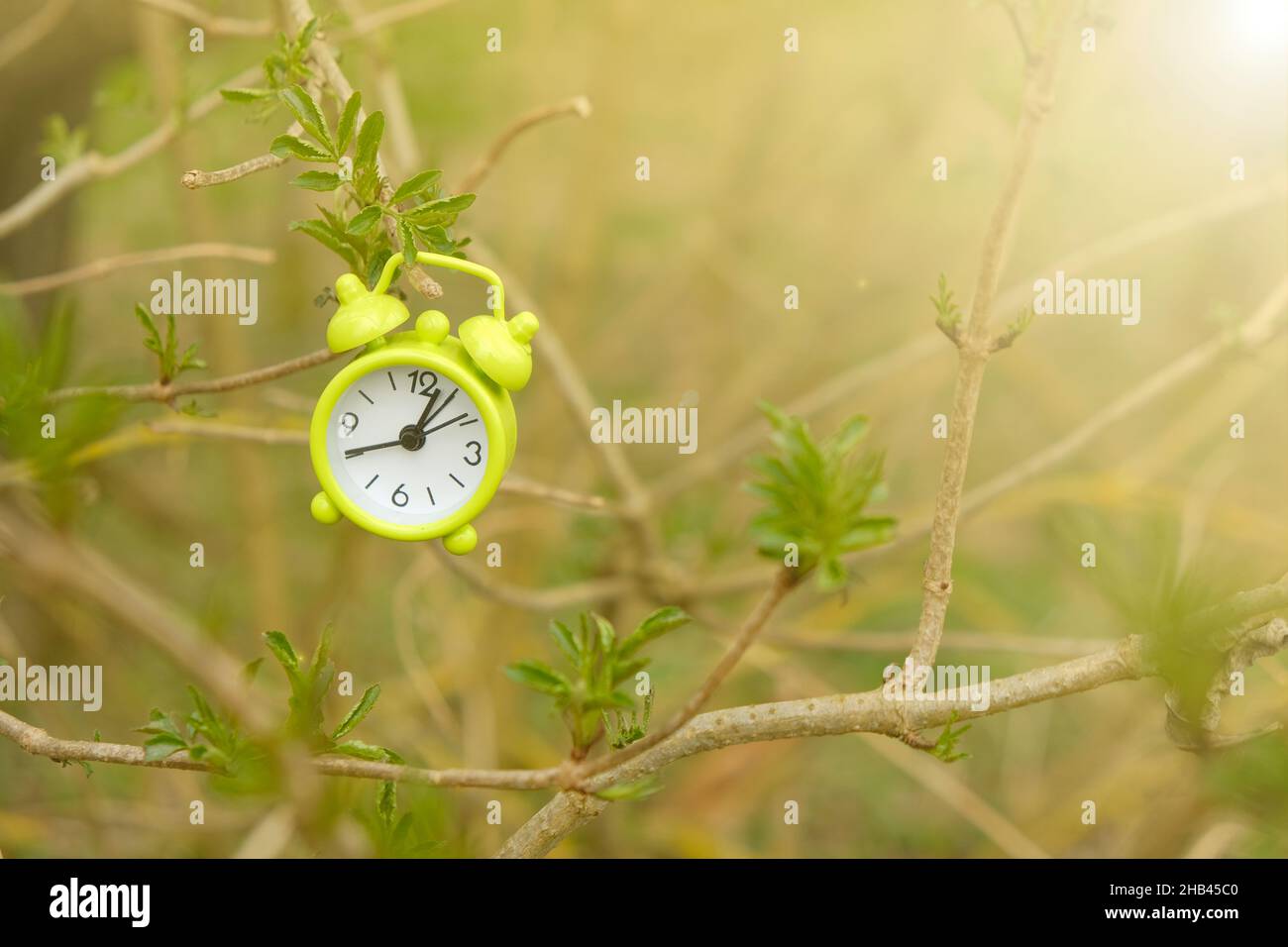 Heure de printemps. réveil sur une branche d'arbre avec les premières feuilles vertes dans les rayons du soleil dans une forêt de printemps. Saison de printemps. Banque D'Images