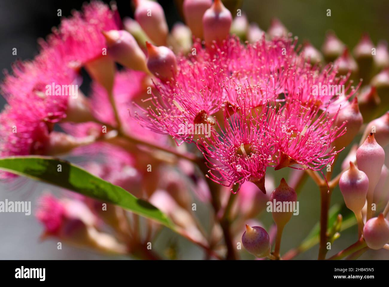 Fleurs et bourgeons roses de l'arbre à gommes à fleurs australien Corymbia fifolia, famille des Myrtaceae.Floraison d'été Banque D'Images