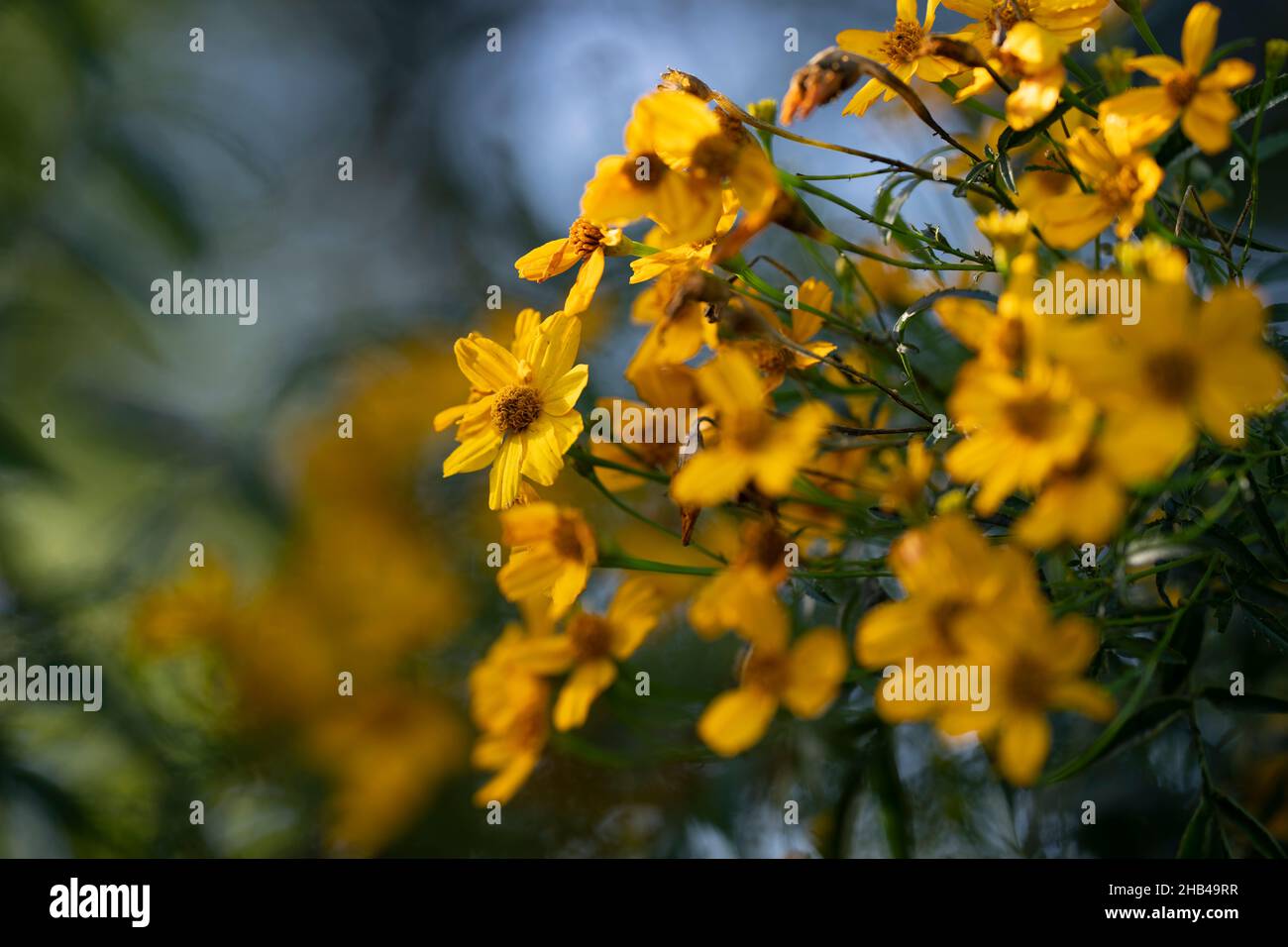 Fleurs de souci Banque D'Images