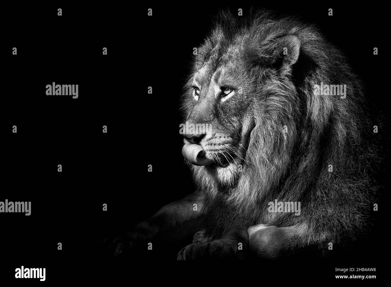 Lion isolé fond noir et blanc, chasseur de la faune africaine Banque D'Images