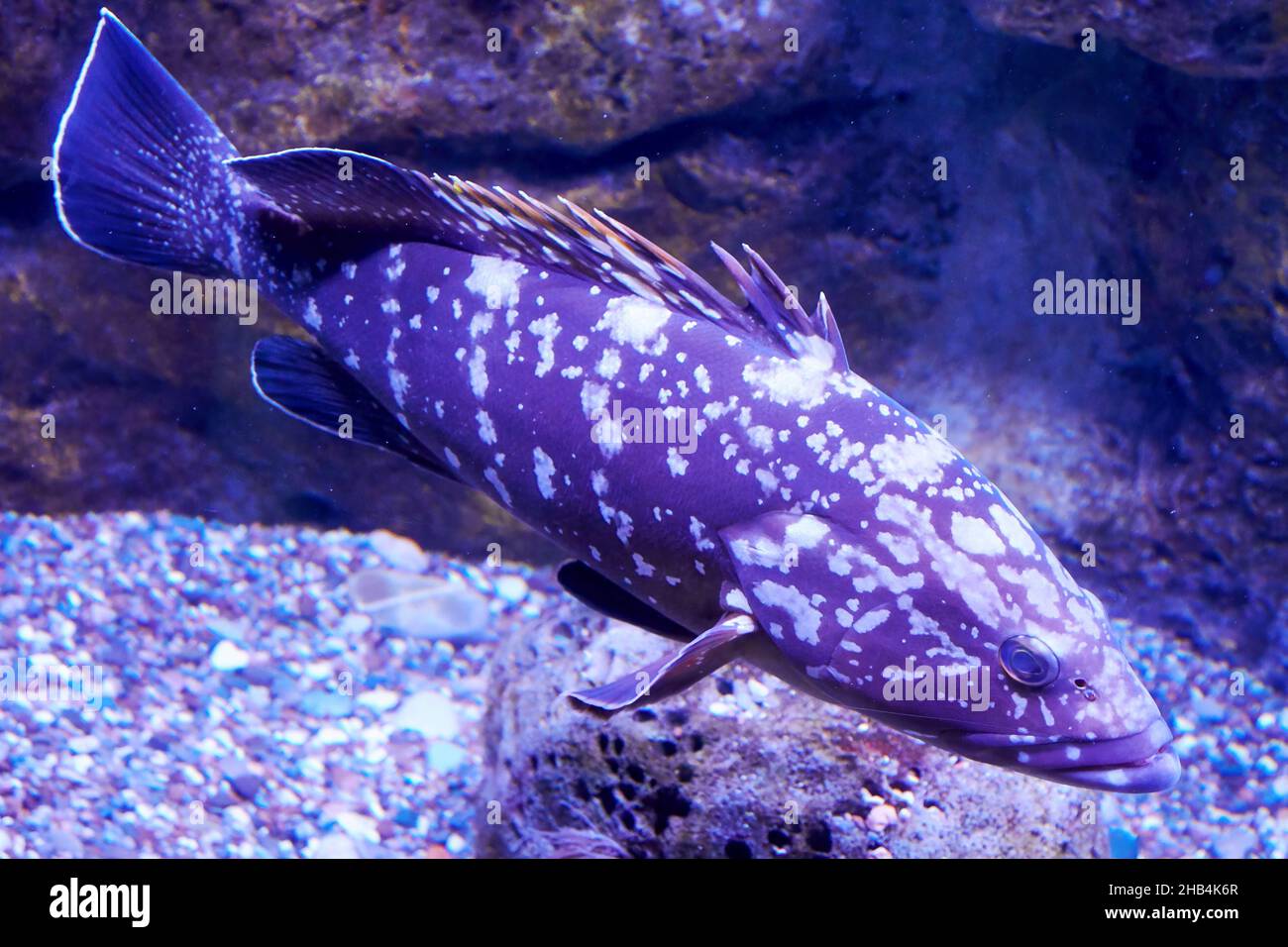 Mérou sombre dans l'eau de l'océan violet profond avec des coraux autour.Animaux sauvages Banque D'Images