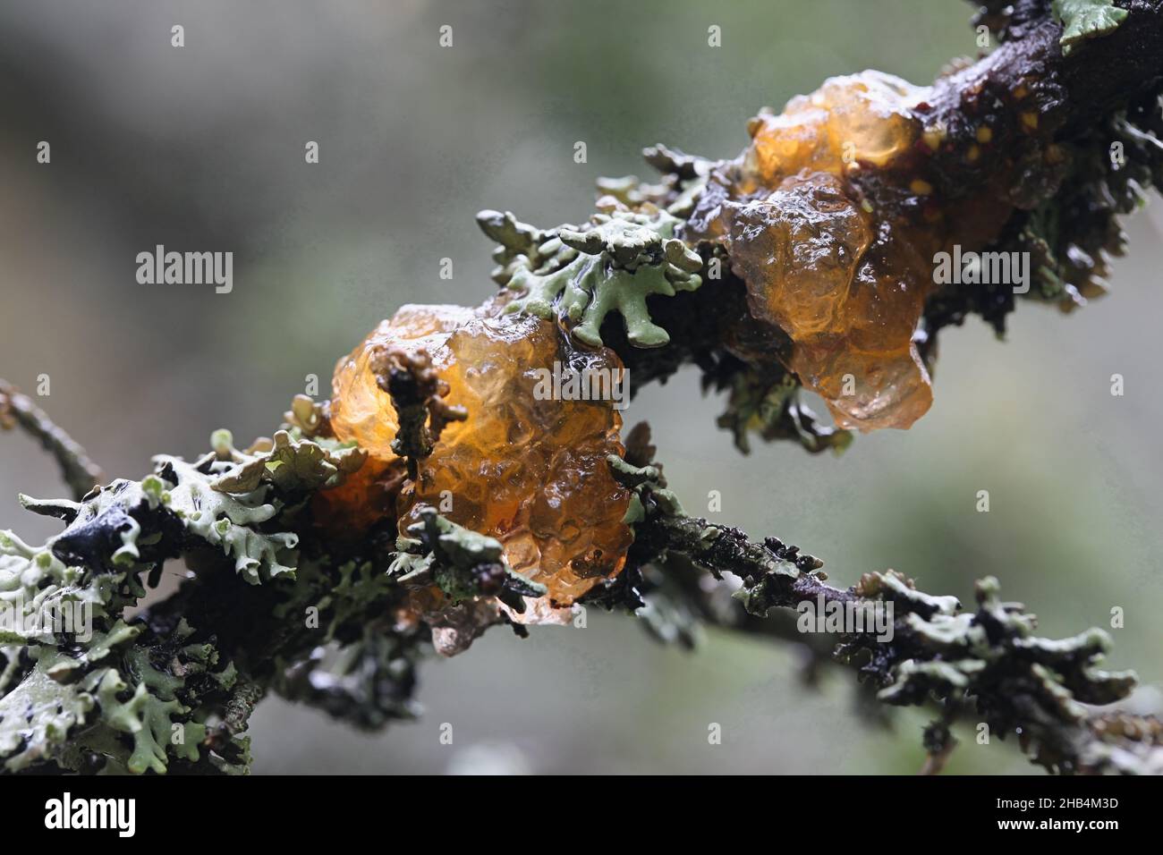 Gymnosporangium cornutum, connu sous le nom de couronne de rowan, champignon sauvage de Finlande Banque D'Images