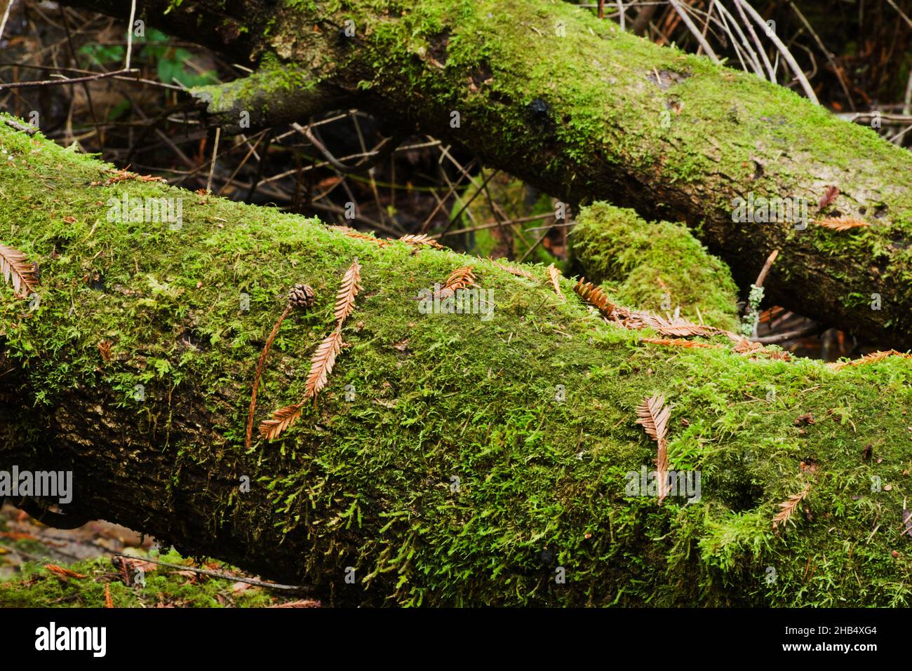 Gros plan de 2 arbres tombés couverts de mousse, avec motifs et lignes aléatoires, forme et texture.Parle de vert et de terre maternelle Banque D'Images