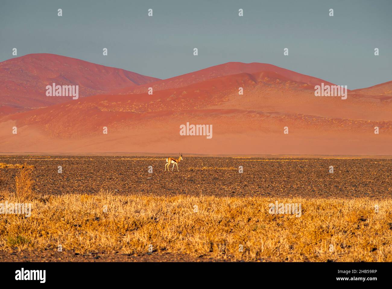 Antilope de printemps solitaire devant les dunes de sable rouge de Sossusvlei en Namibie Banque D'Images