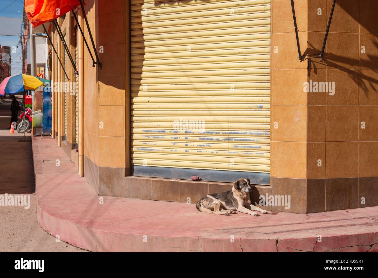 chien errant de shaggy reposant près de la porte fermée du magasin Banque D'Images
