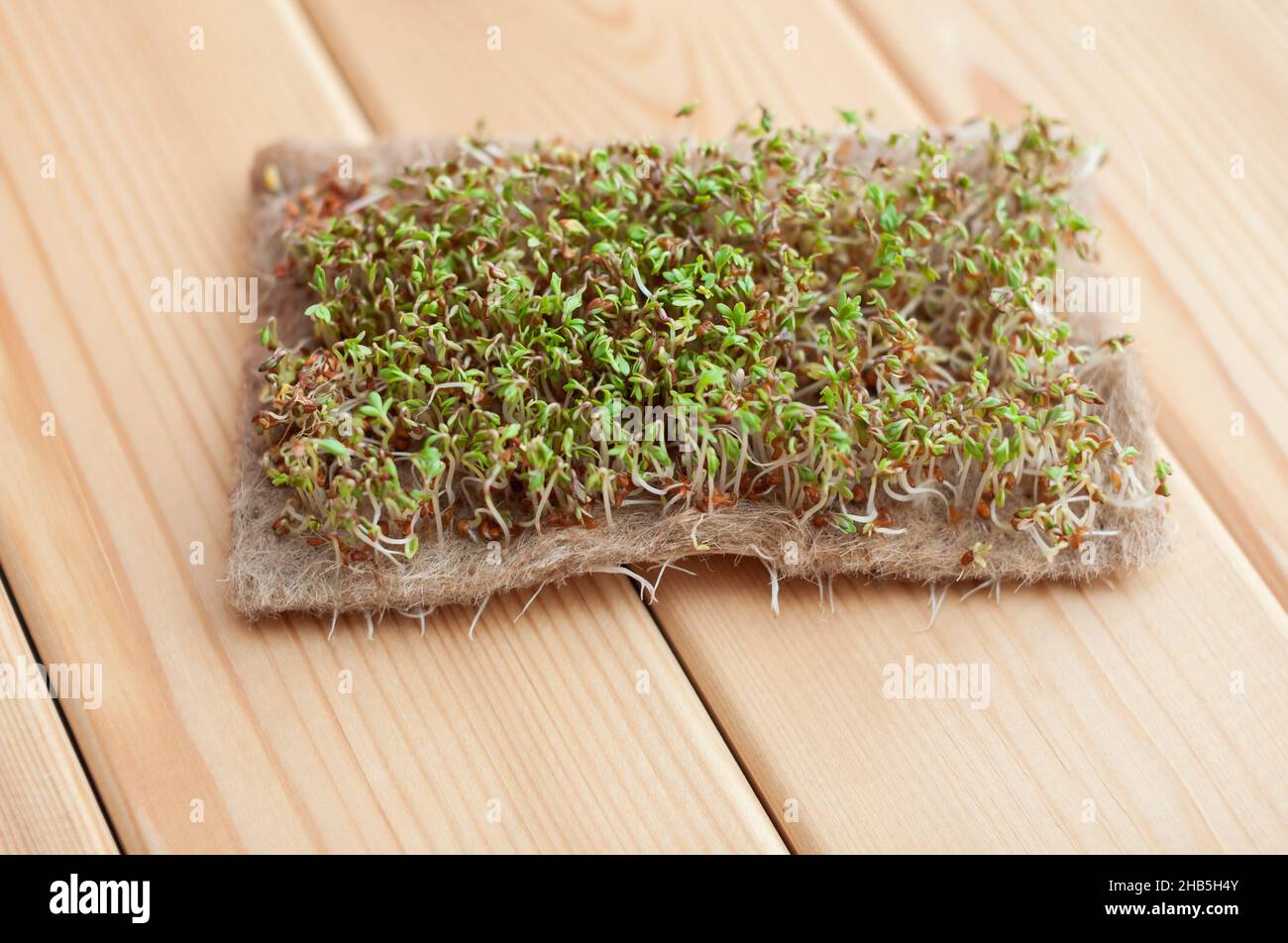 Gros plan de micro-légumes de moutarde, d'arugula et d'autres plantes à ...