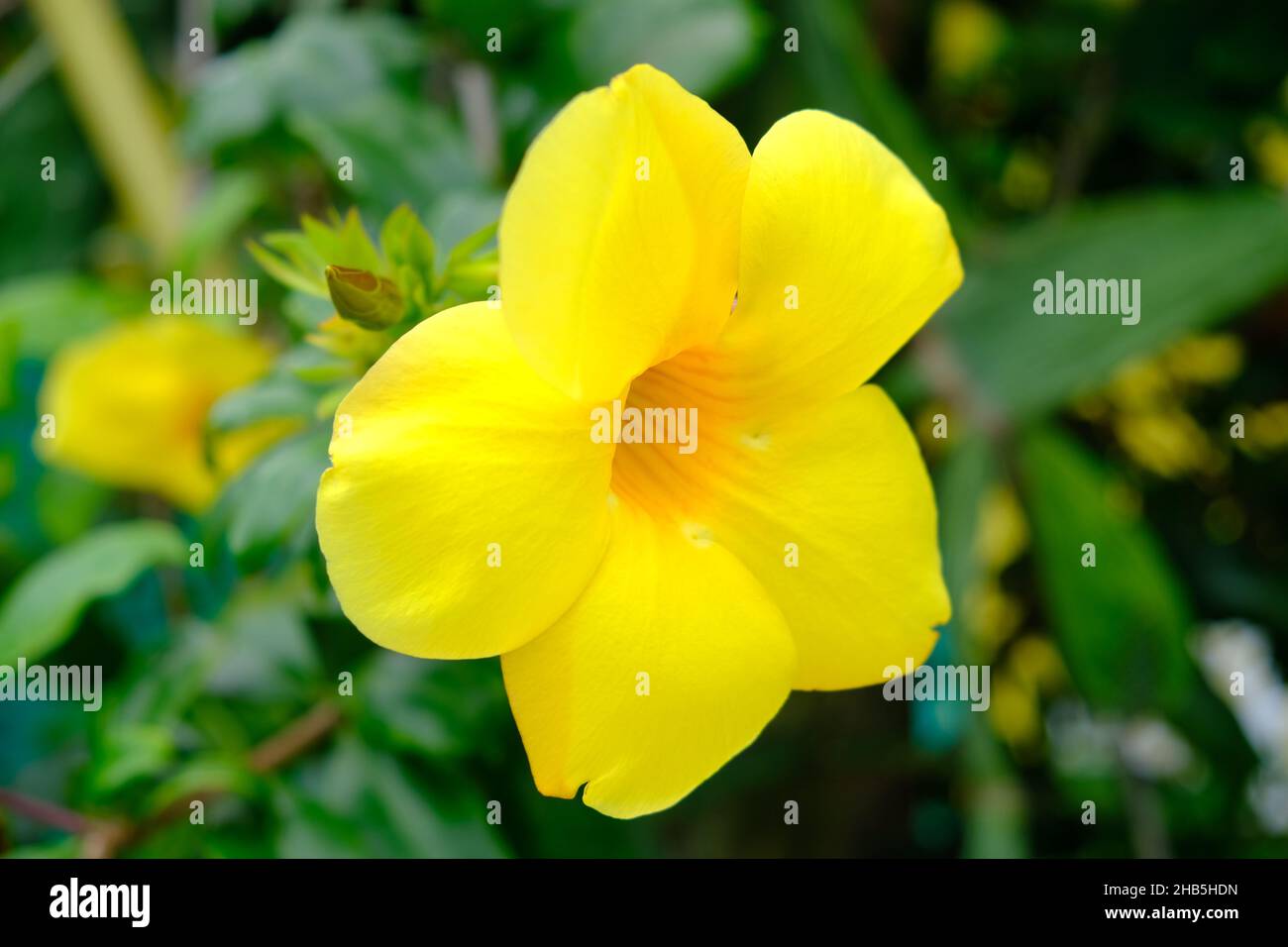 Panama Boquete -Sendero Culebra zone de randonnée - Pipeline Trail sentier de randonnée jaune Allamanda Banque D'Images