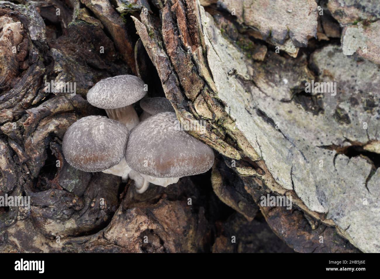 Champignon comestible Pleurotus ostreatus dans la forêt de plaine inondable.Connu sous le nom de champignon huître, champignon huître, ou hiratake.Champignons d'hiver poussant sur le bois. Banque D'Images