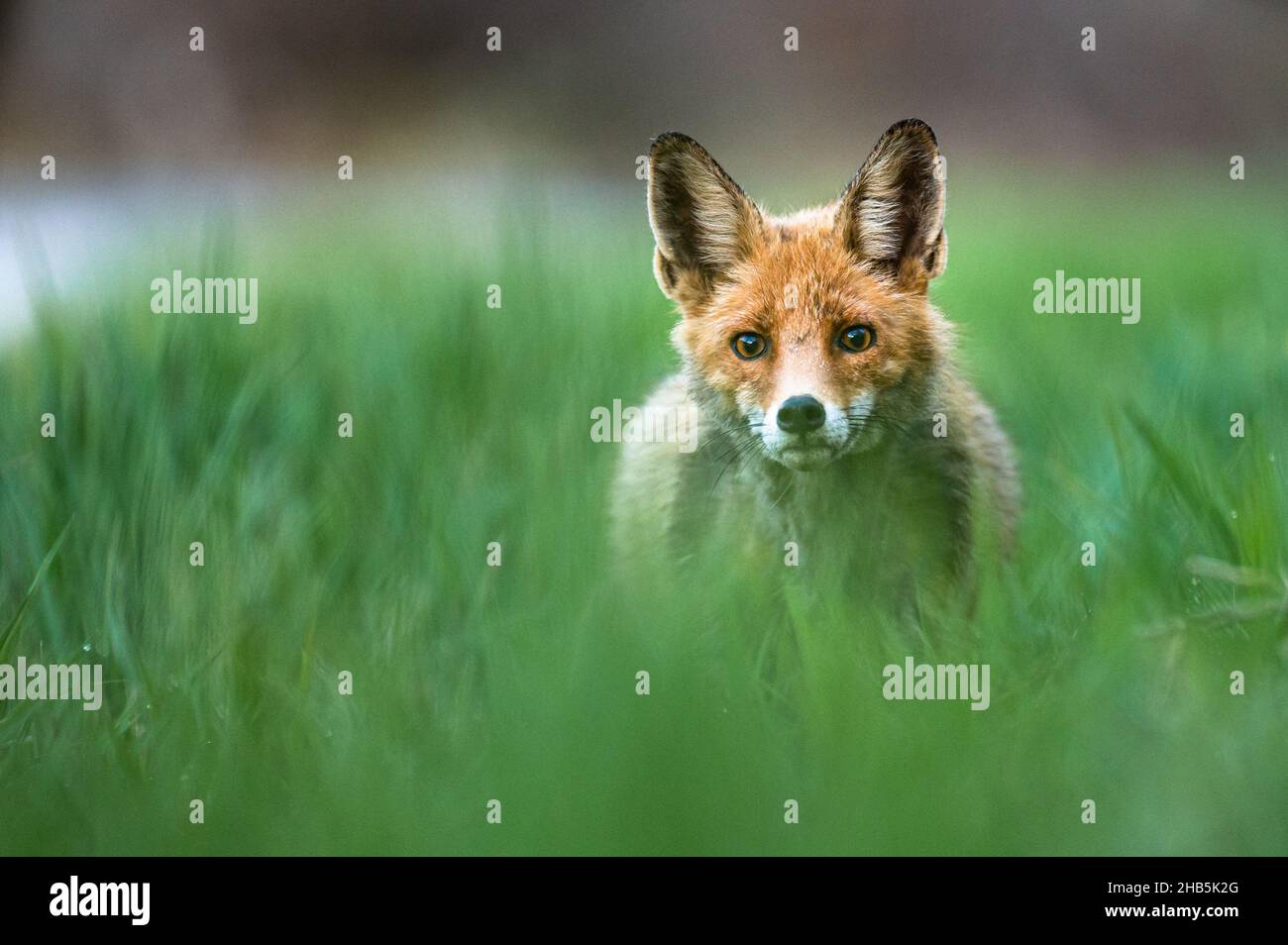 Le renard rouge (Vulpes vulpes), Bieszczady MTS, les Carpates, Pologne. Banque D'Images