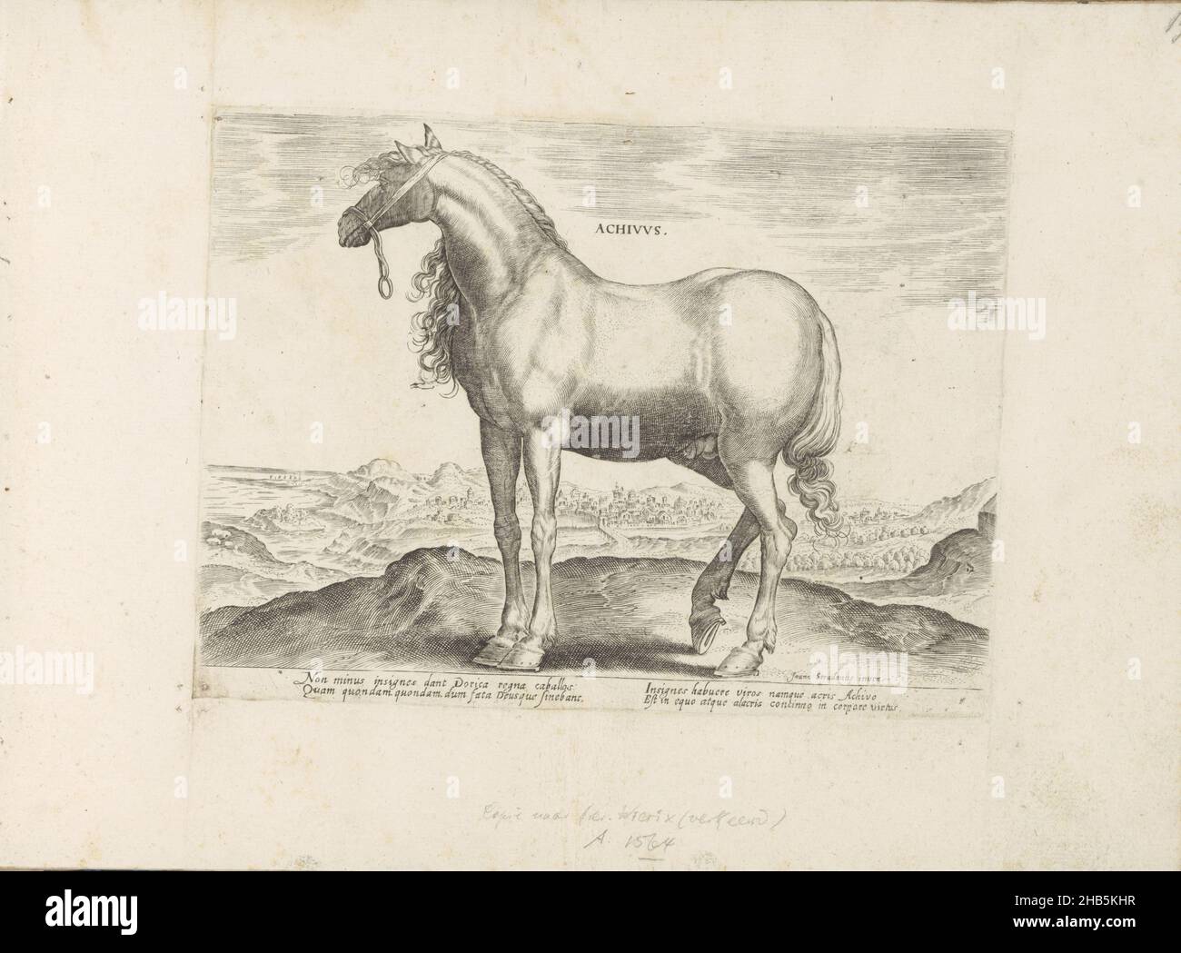 Cheval de Grèce, Achivus (titre sur objet), races de chevaux des écuries royales de Don Juan d'Autriche (titre de série), Equile, in quo omnis generis generosissi: Morum equorum ex varijs orbis partibus insignis delectus (...)(Titre de la série sur l'objet), Un cheval grec dans un paysage.L'imprimé fait partie d'un album., imprimeur: Anonyme, Hieronymus Wierix, Venise, 1624 - avant 1648, papier, gravure, hauteur 193 mm × largeur 261 mm Banque D'Images