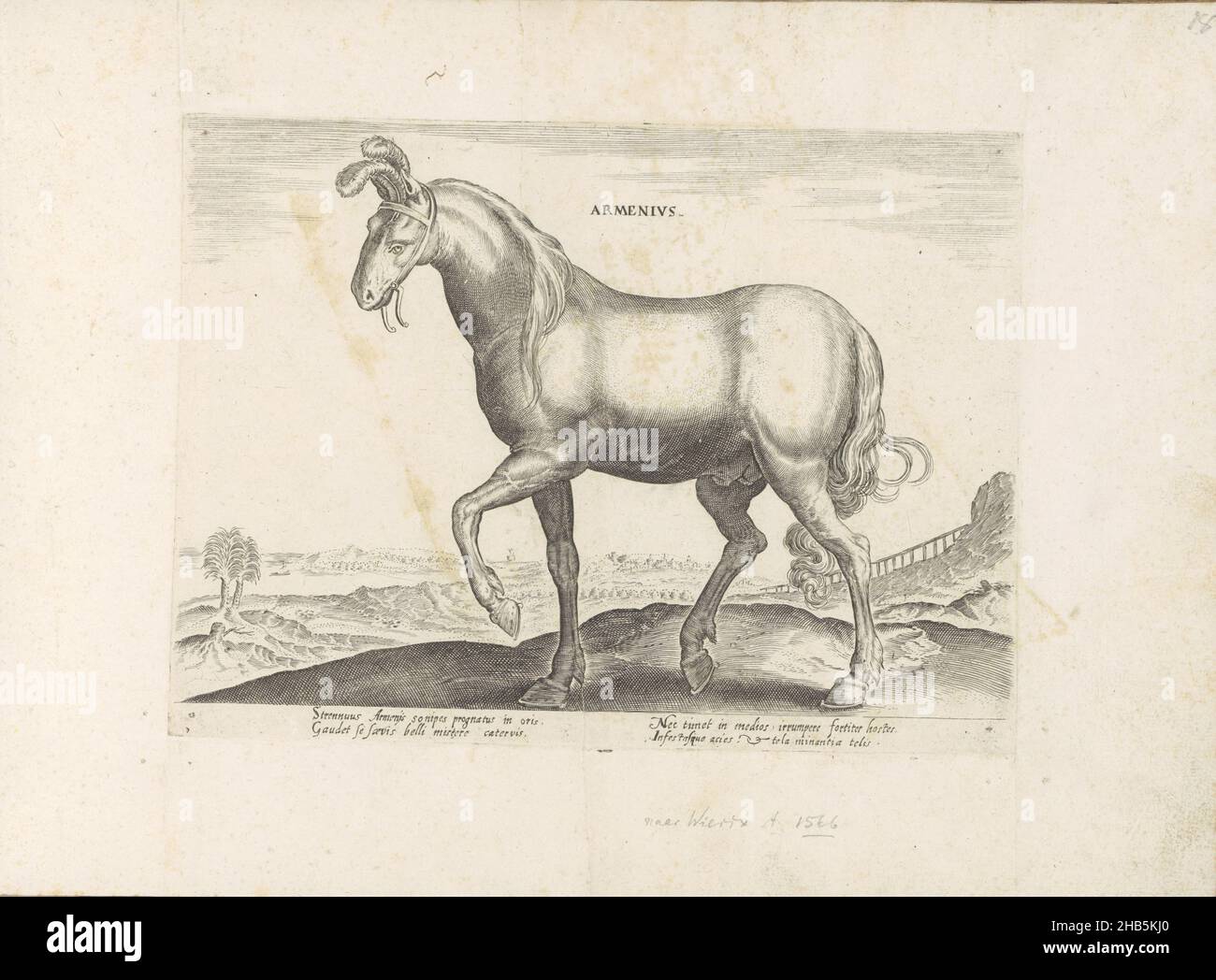 Cheval d'Arménie, Armenius (titre sur objet), races de chevaux des écuries royales de Don Juan d'Autriche (titre de série), Equile, in quo omnis generis generosissi: Morum equorum ex varijs orbis partibus insignis delectus (...)(Titre de la série sur l'objet), un cheval arménien dans un paysage.L'imprimé fait partie d'un album., imprimeur: Anonyme, Hieronymus Wierix, Venise, 1624 - avant 1648, papier, gravure, hauteur 199 mm × largeur 270 mm Banque D'Images