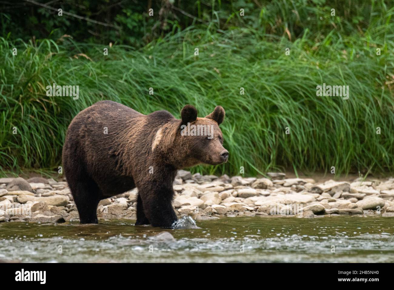 Ours brun (Ursus arctos).Les montagnes de Bieszczady, Carpates, Pologne. Banque D'Images