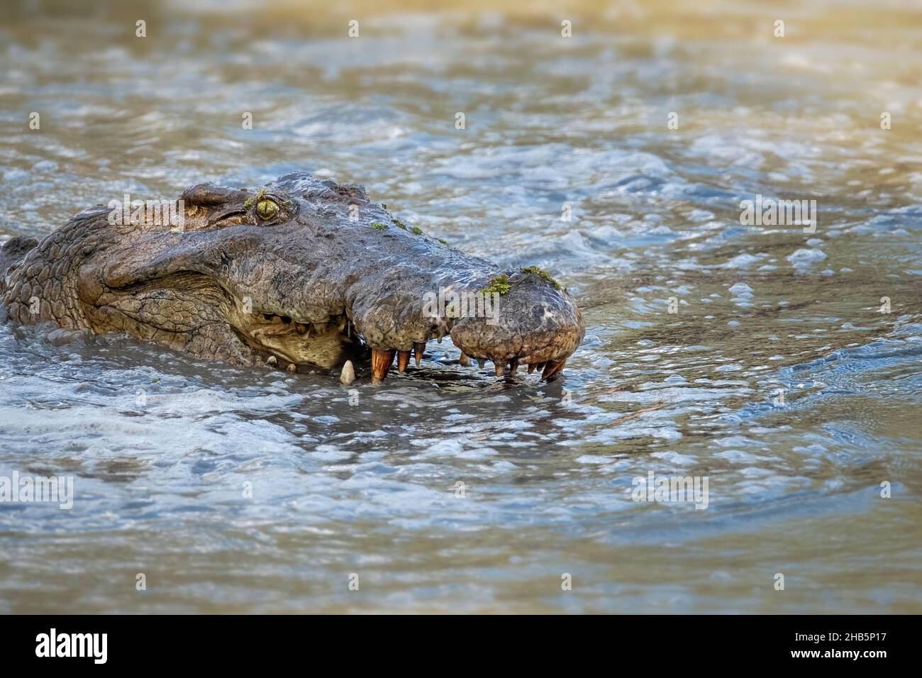Crocodile du Nil (Crocodylus niloticus) à bouche ouverte montrant ses dents.Parc national de Luangwa Sud, Zambie Banque D'Images Crocodile du Nil (Crocodylus niloticus) à bouche ouverte montrant ses dents.Parc national de Luangwa Sud, Zambie Banque D'Images