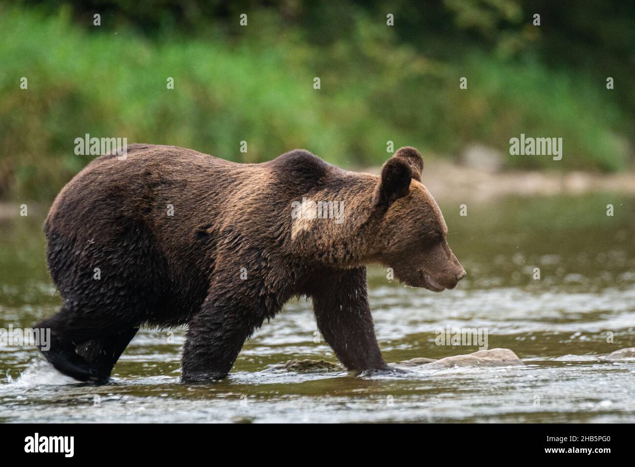 Ours brun (Ursus arctos).Les montagnes de Bieszczady, Carpates, Pologne. Banque D'Images