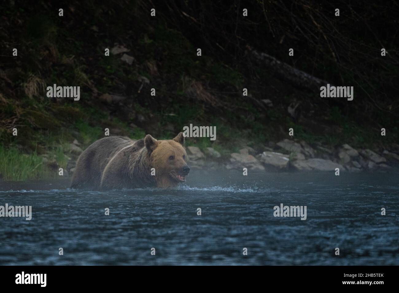 Ours brun (Ursus arctos).Les montagnes de Bieszczady, Carpates, Pologne. Banque D'Images