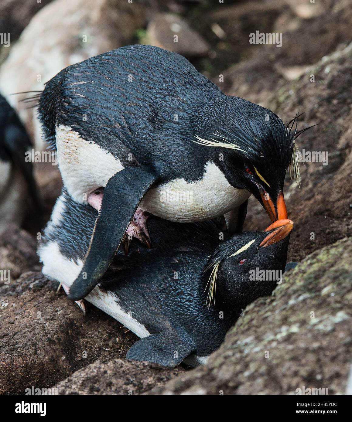Les pingouins de Rockhopper (Eudyptes (chrysocome) chrysocome) se sont accouplés à l'île de Saunders, dans les îles Falkland Banque D'Images