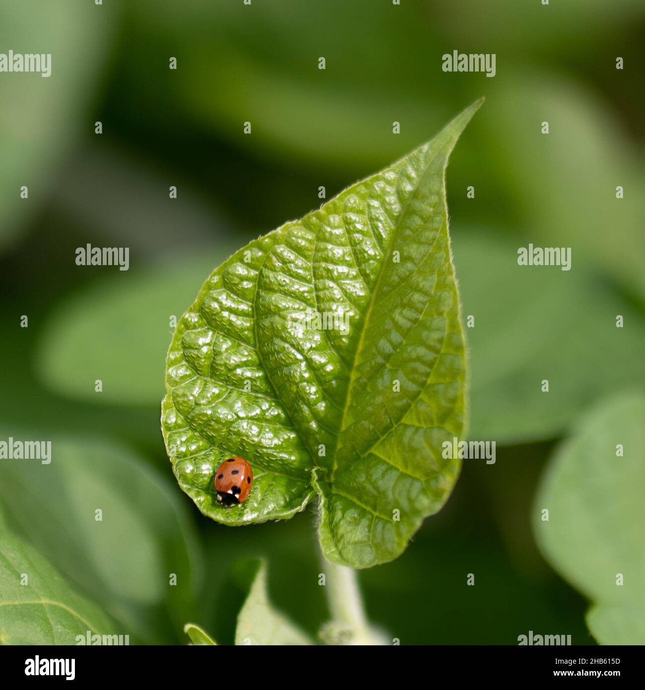 Photo macro d'un coccinelle sur une feuille verte sur un arrière-plan flou Banque D'Images