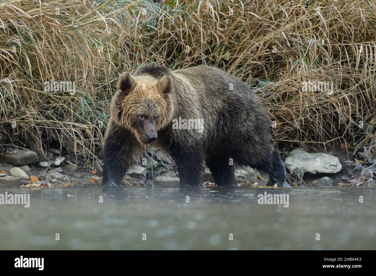 Ours brun (Ursus arctos).Les montagnes de Bieszczady, Carpates, Pologne. Banque D'Images