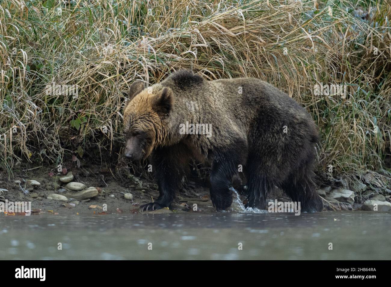 Ours brun (Ursus arctos).Les montagnes de Bieszczady, Carpates, Pologne. Banque D'Images