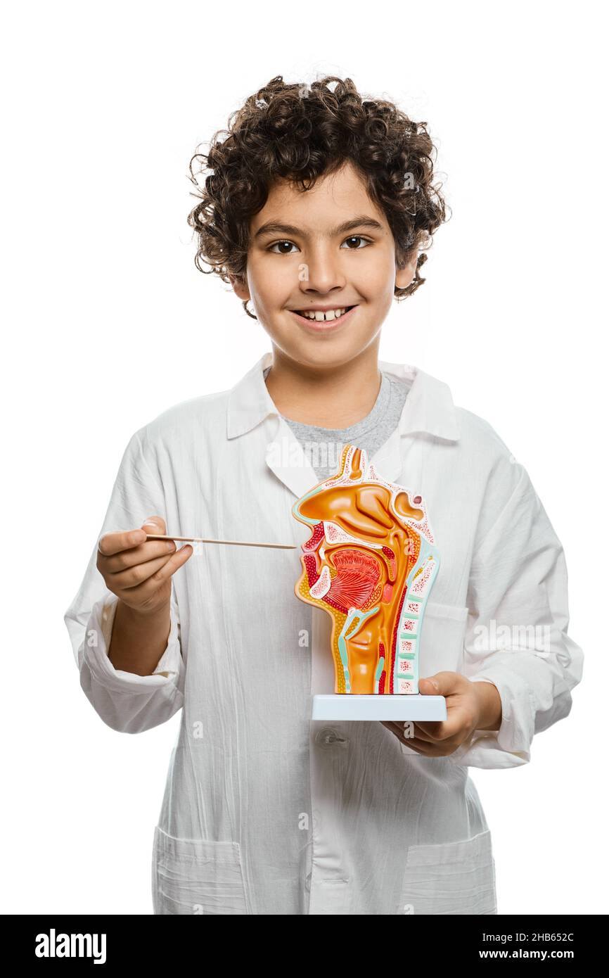 Modèle anatomique de cavité buccale dans les mains de l'enfant, gros plan. Étudier l'anatomie et la biologie humaines à l'école Banque D'Images