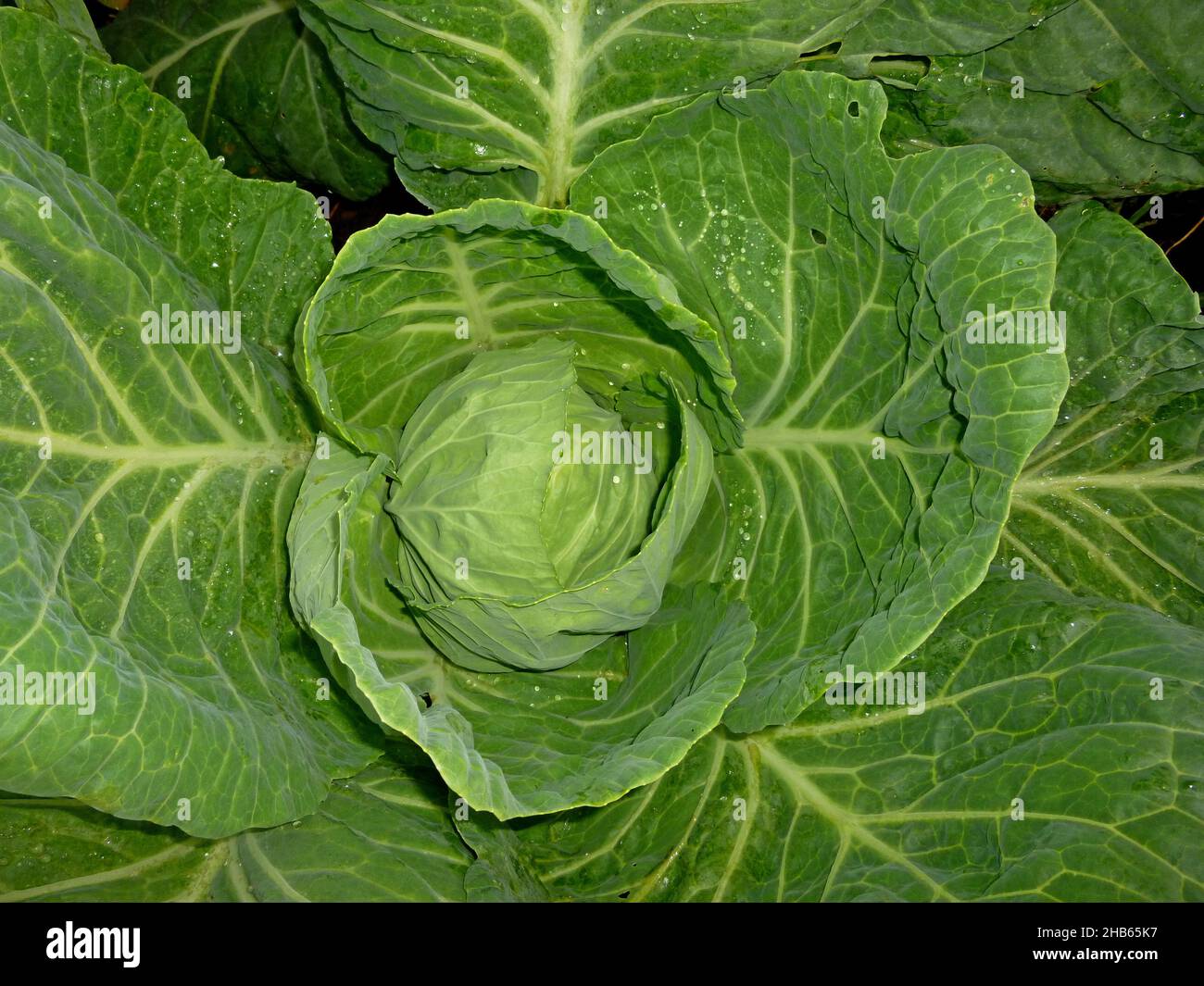 Une tête de chou pousse dans le lit de jardin.Image d'arrière-plan. Banque D'Images