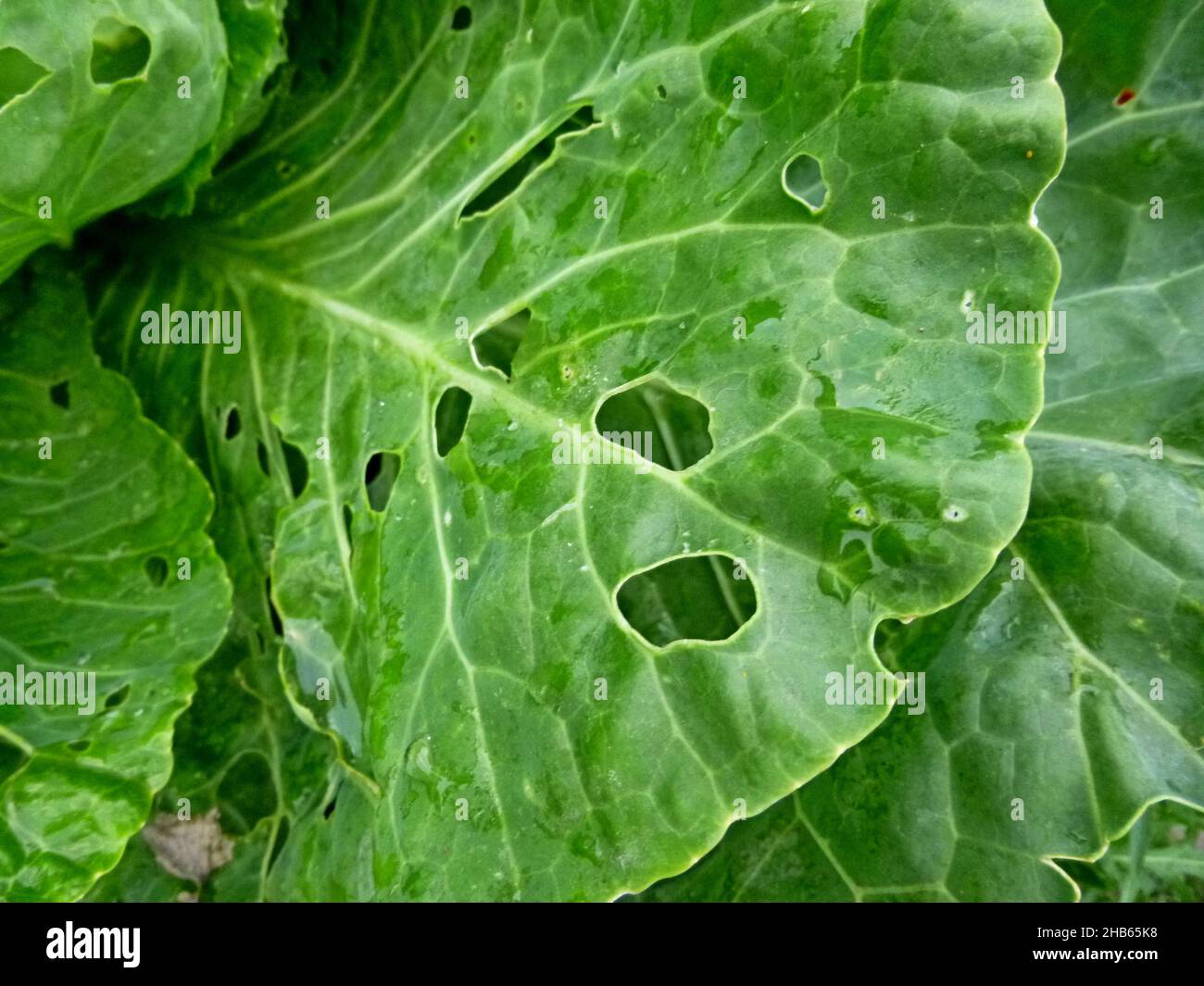 Jeune feuille de chou endommagée par des insectes.Endommagé par Pieris brassicae chenille de gros papillon blanc Banque D'Images