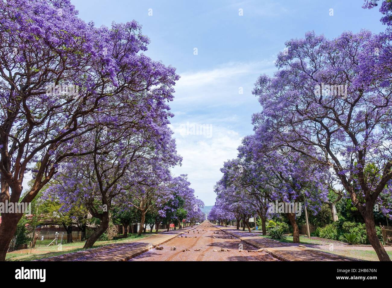 Jacaranda arbres à Lydenburg, Afrique du Sud Banque D'Images