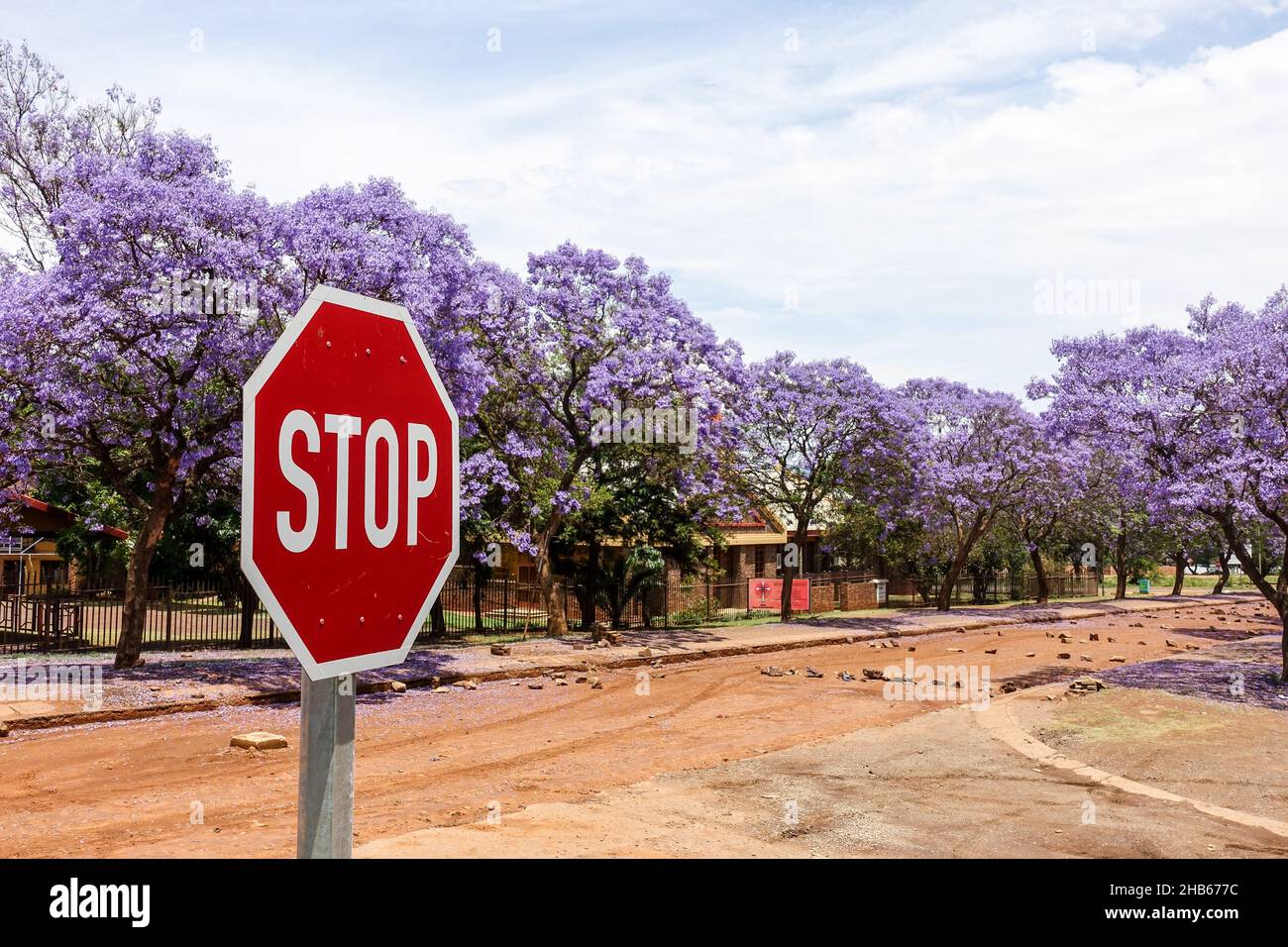 PANNEAU STOP avec les arbres violets Jacaranda sur une route en construction à Lydenburg, Afrique du Sud Banque D'Images