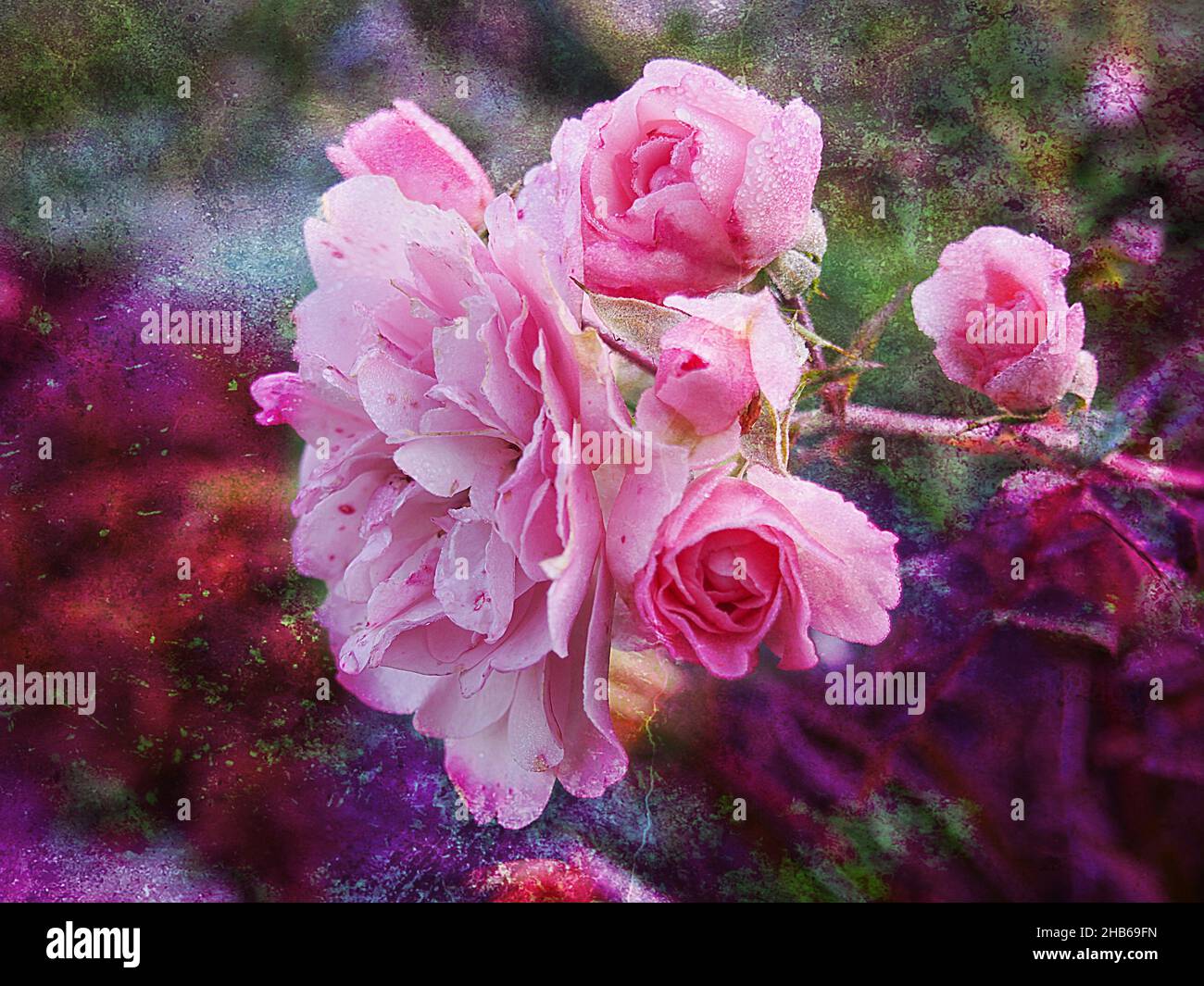 Photos de belles roses multicolores, fond, papier peint, décoration. Banque D'Images