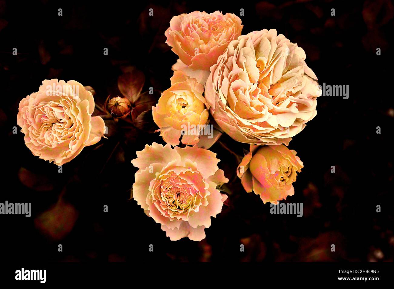 Photos de belles roses multicolores, fond, papier peint, décoration. Banque D'Images