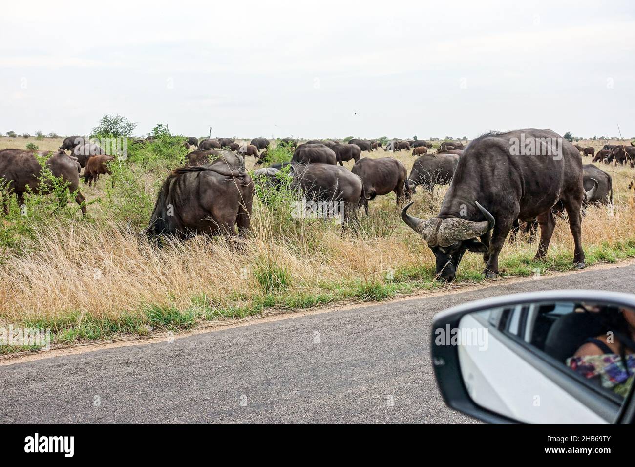 Buffles pendant une course dans le parc national Kruger, Afrique du Sud Banque D'Images