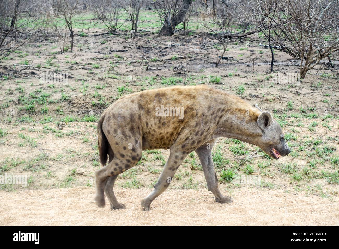 Gros plan d'une Hyena dans le parc national Kruger, Afrique du Sud Banque D'Images