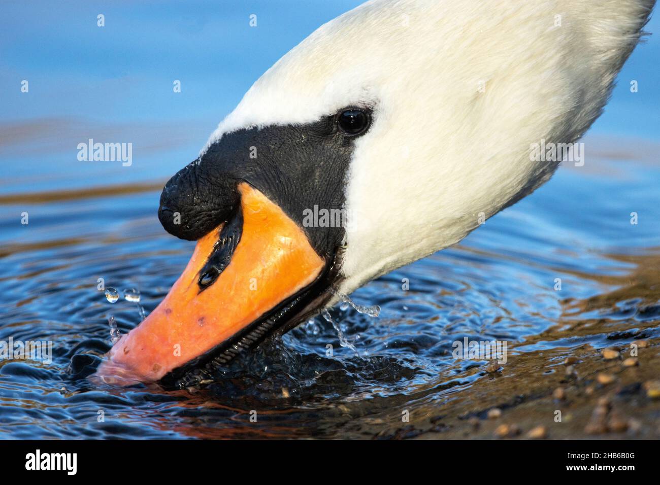 Les bords internes dentelés d'un Cygne muet l'aident à tamis de petites particules d'aliments à la surface de l'eau.Cette action de barbotage pompe l'eau Banque D'Images