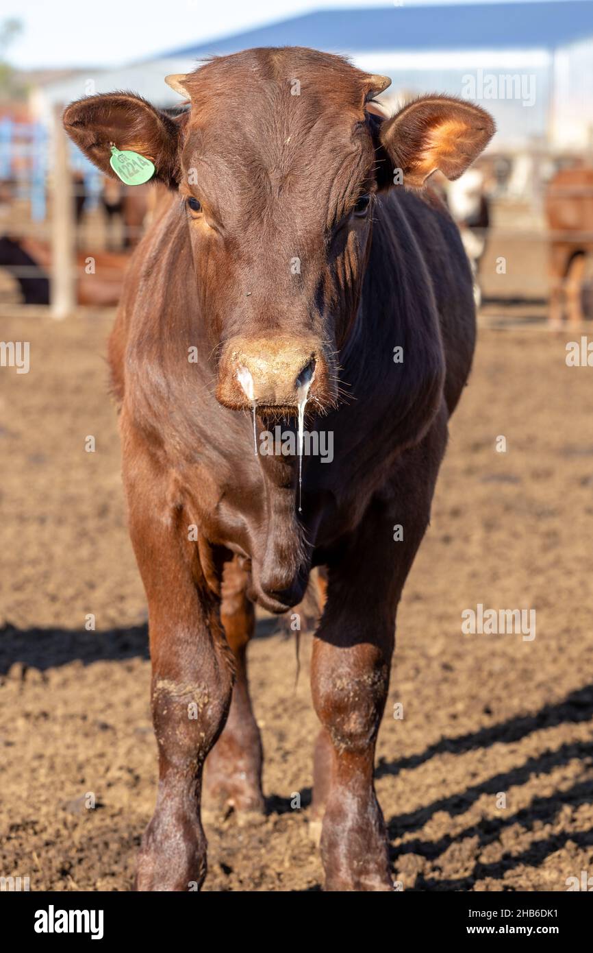 Vache d'engraissement atteinte d'une maladie respiratoire bovine.La décharge nasale est visible sur l'image. Banque D'Images