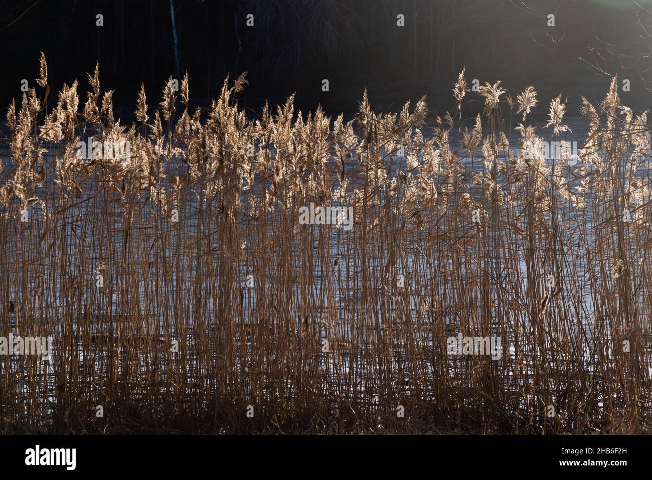 Herbes sèches et roseaux doux et focacsed à l'eau avec rétroéclairage solaire.La nature scandinave.Réel est beau. Banque D'Images