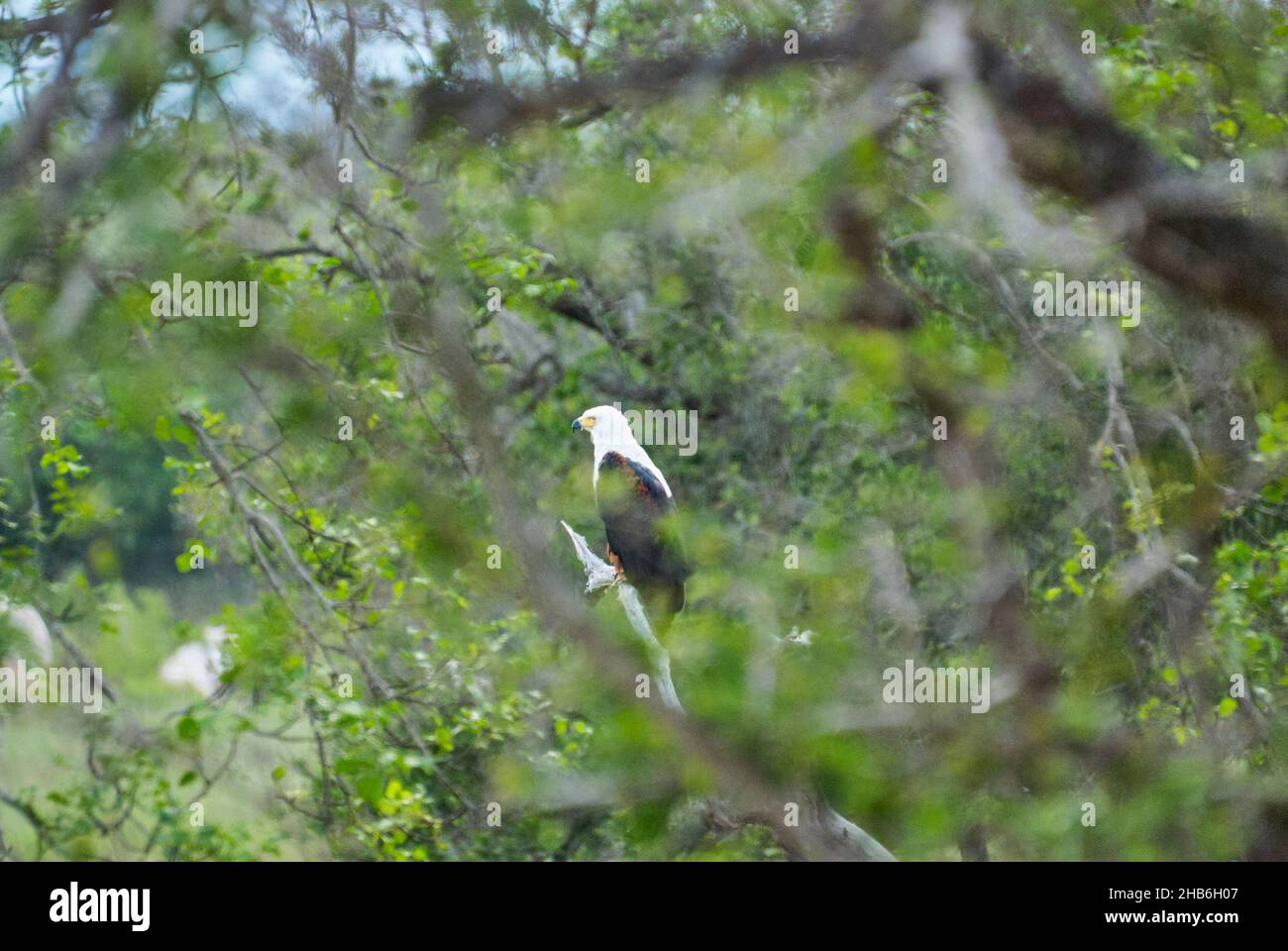 Aigle de poisson africain, Haliaeetus vocifer, ou aigle de mer africain perché haut dans un arbre vert dans un paysage africain Banque D'Images