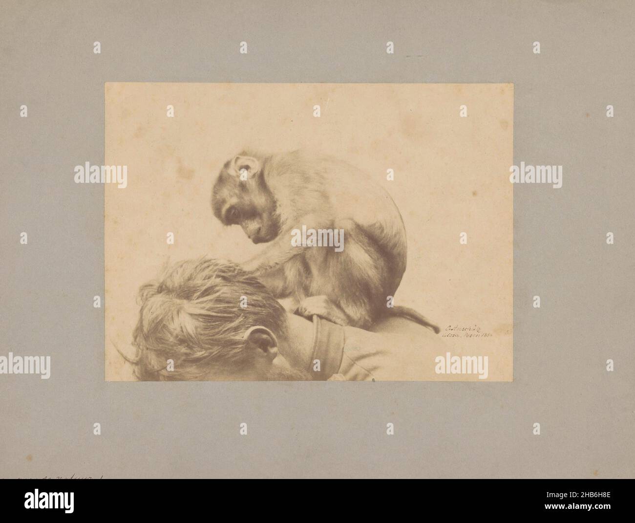 Monkey enfuit la tête d'un homme, Ottomar Anschütz (mentionné sur l'objet), c.1886, carton, imprimé albumine, hauteur 148 mm × largeur 203 mm Banque D'Images