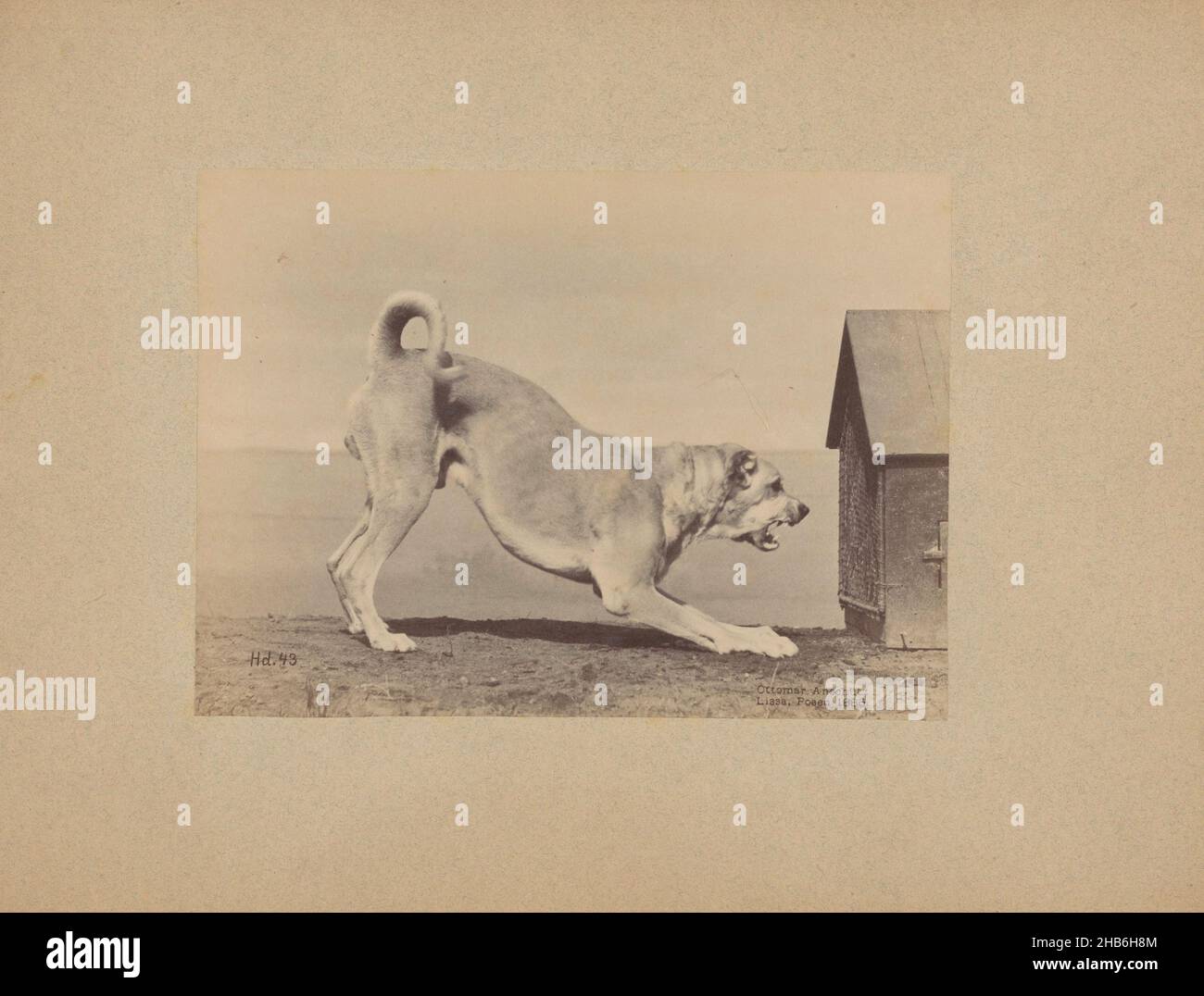 Chien en position d'attaque face à un stylo, Ottomar Anschütz (mentionné sur l'objet), c.1886, carton, imprimé albumine, hauteur 147 mm × largeur 202 mm Banque D'Images